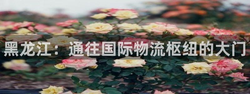 公海555000官网